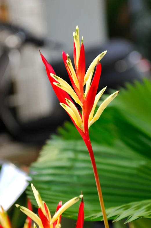 two red and yellow flowers with green leaves