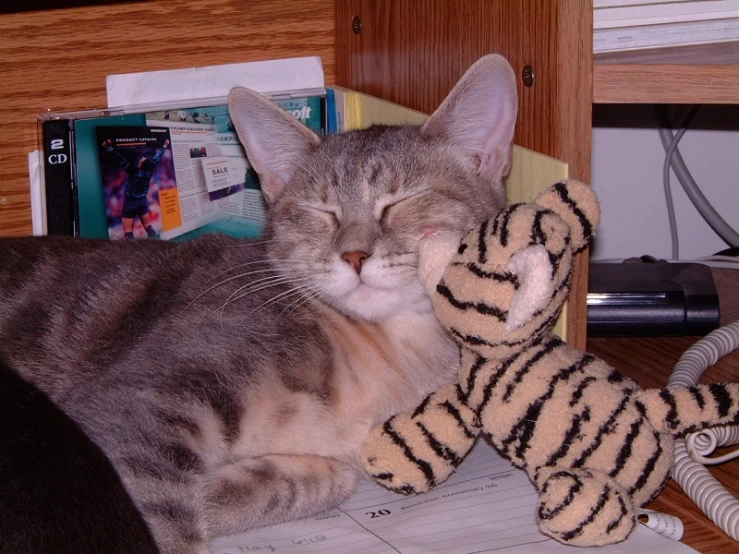 a cat laying on the keyboard and being cuddled by a stuffed animal