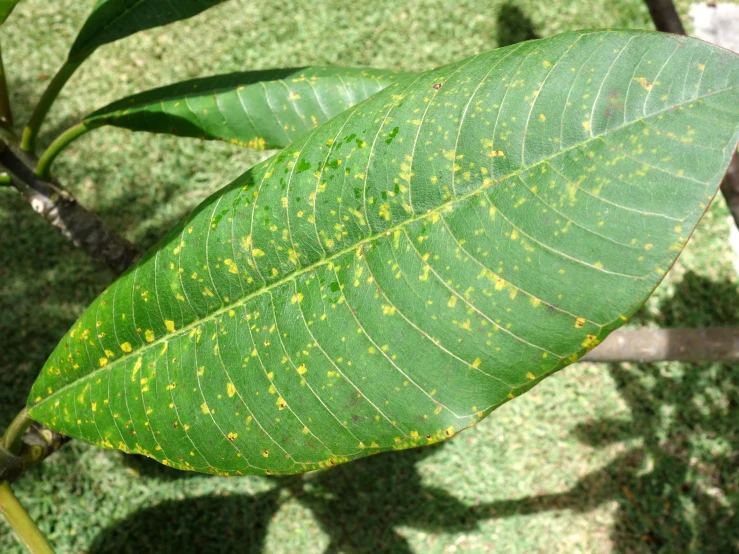 green leaf with yellow spots on it