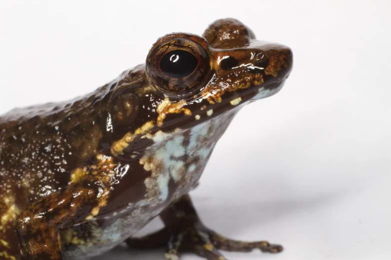 a brown and white frog with a black eye