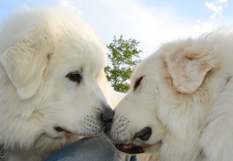 two white dogs touching their noses with their eyes