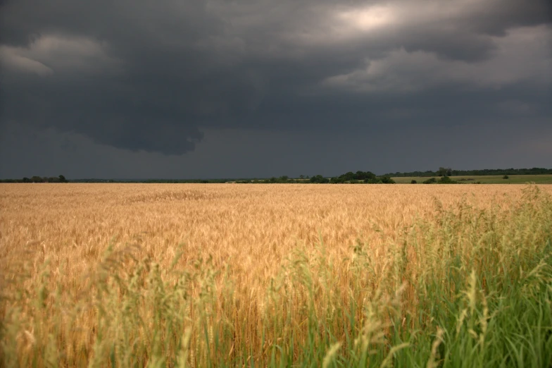 a field with storm clouds and grass