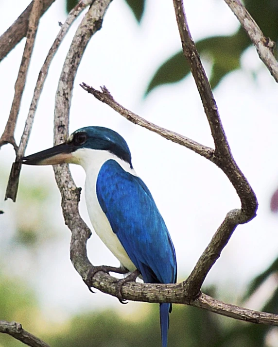 a blue and white bird sitting on top of a tree nch