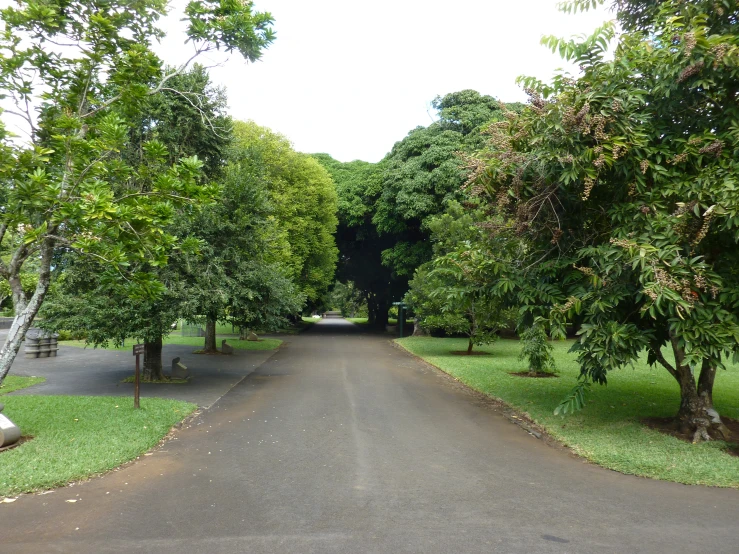 a path surrounded by trees on either side of it