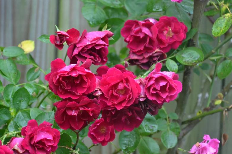 pink flowers are growing next to a wooden fence