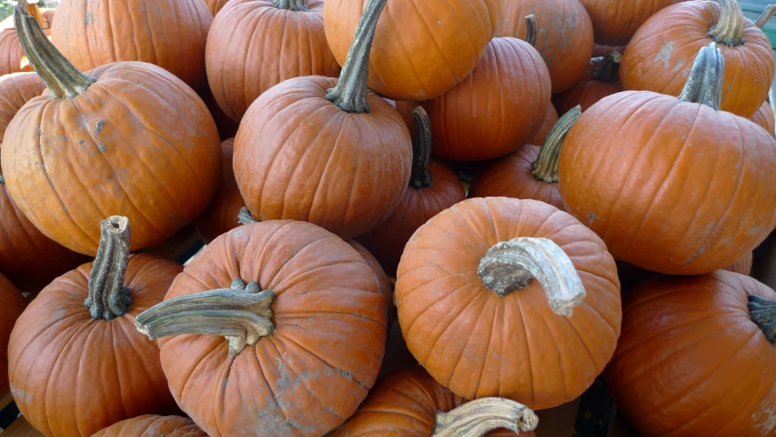 a pile of small pumpkins sit together for display