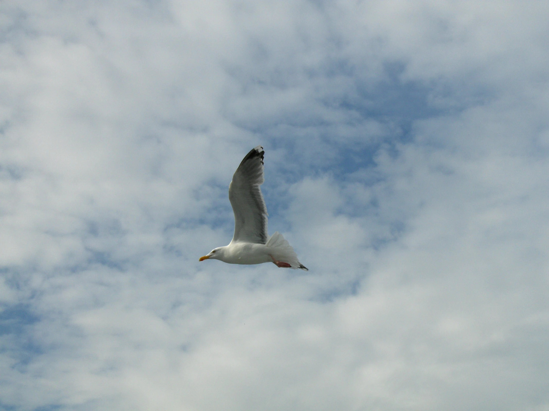 the seagull is flying in the clear blue sky