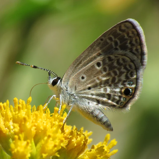 a closeup view of the underside of an erfly on yellow flowers