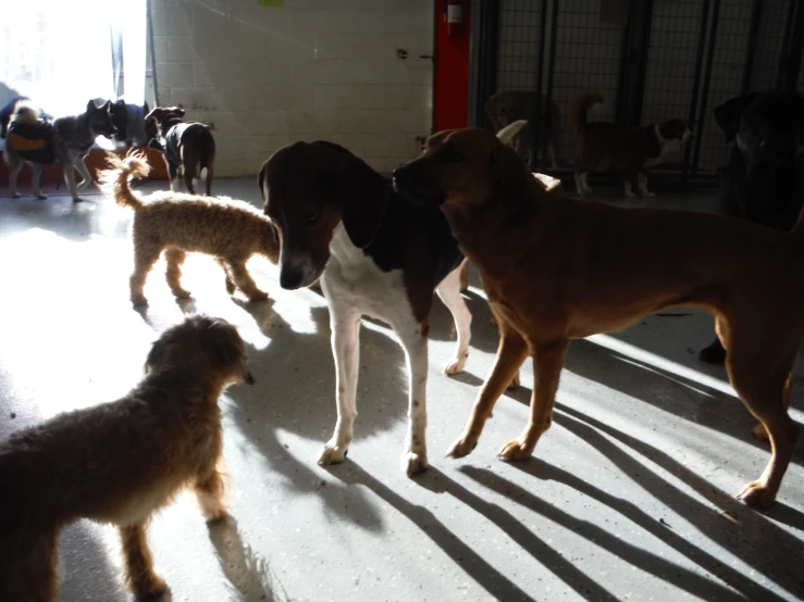 several dogs standing in an enclosure looking around