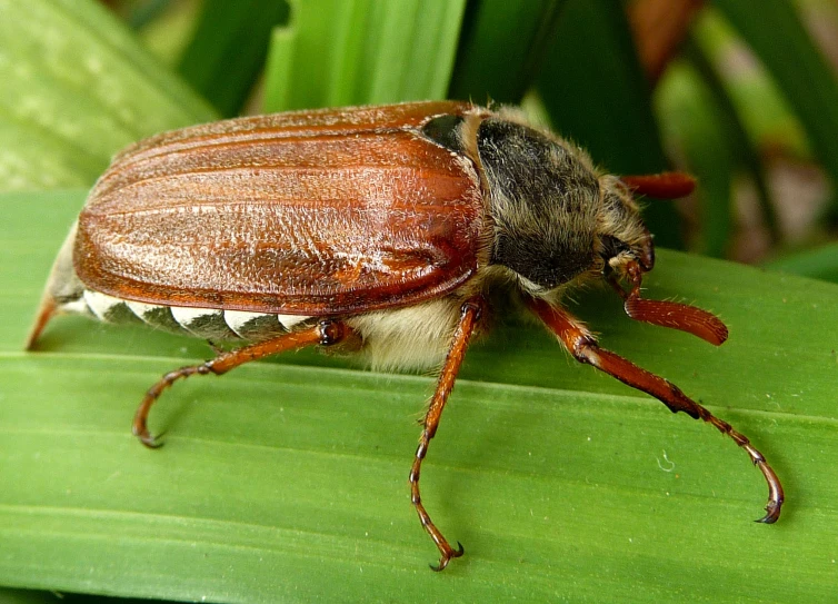 a brown insect is sitting on a green leaf