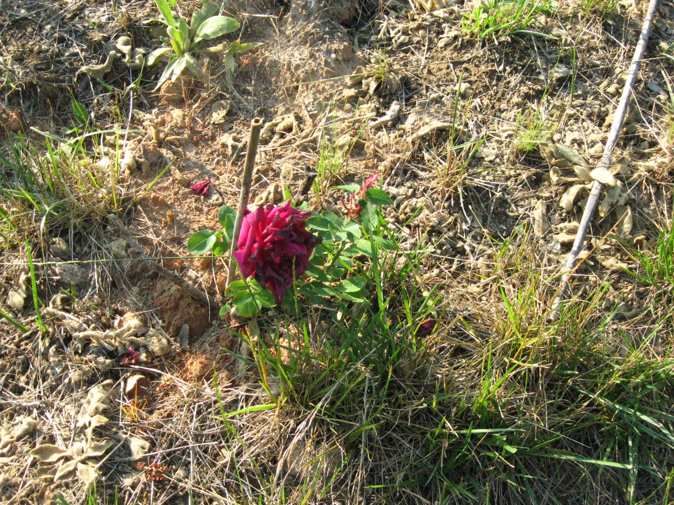 a small white and red flower sitting on top of a lush green field