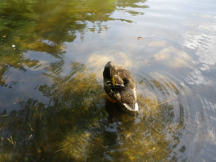 a lone duck sitting on the surface of the water