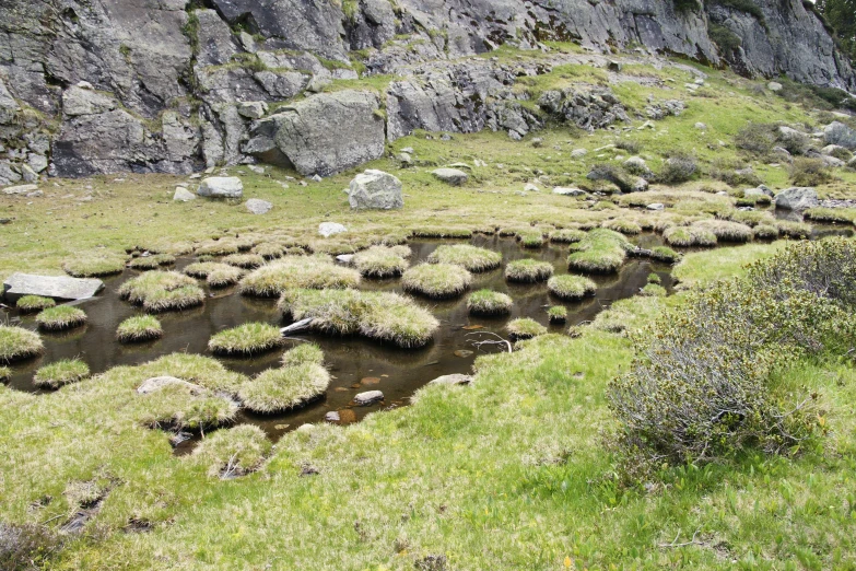 a river runs through a rocky landscape of plants and grasses