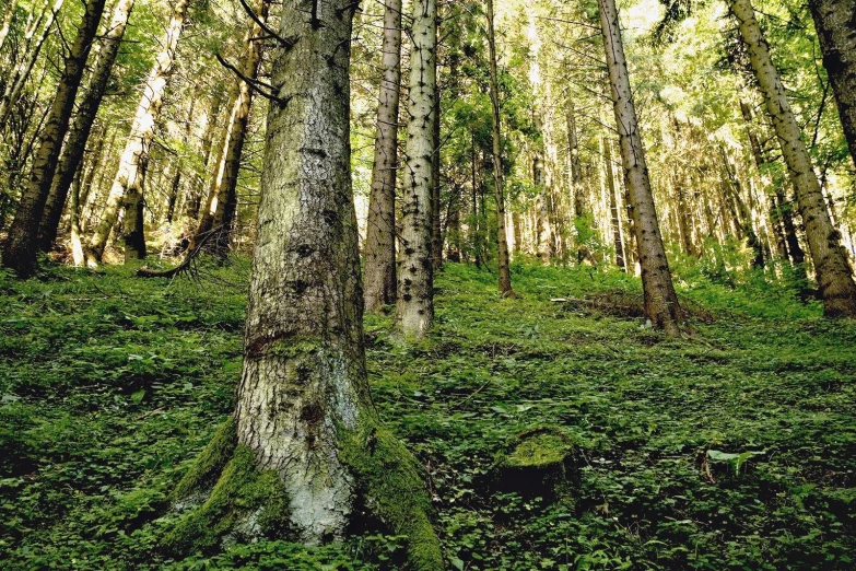 an image of trees in the woods at day