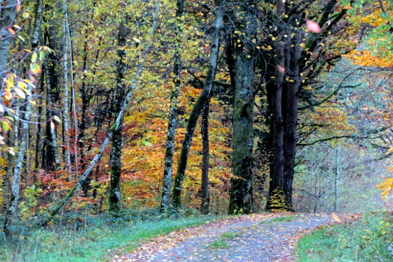 a dirt road that runs in front of trees with yellow and red leaves