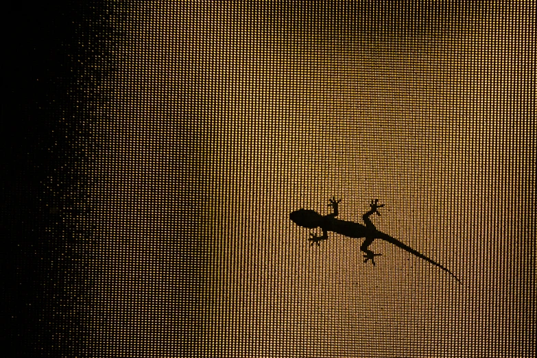 a black and white po of a screen with a bird flying high up in the sky