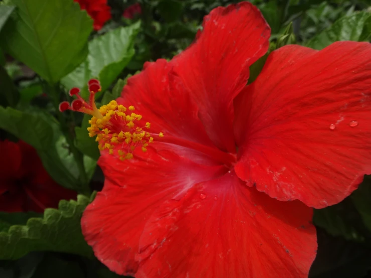 a red flower that has many leaves near by