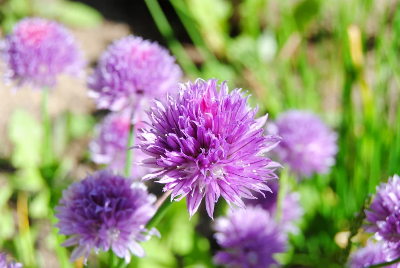 several small purple flowers with green stems