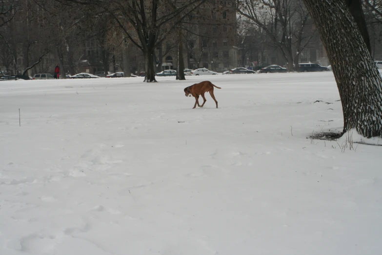 the horse is walking through the snow in the park