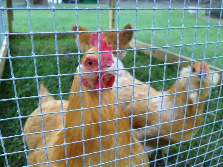 a chicken sits in the middle of a fenced pen