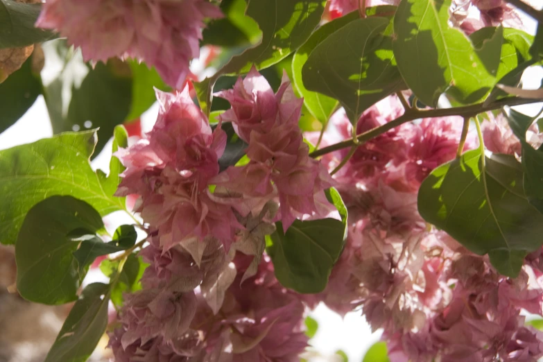 pink flowers blooming on a nch at the top of a tree