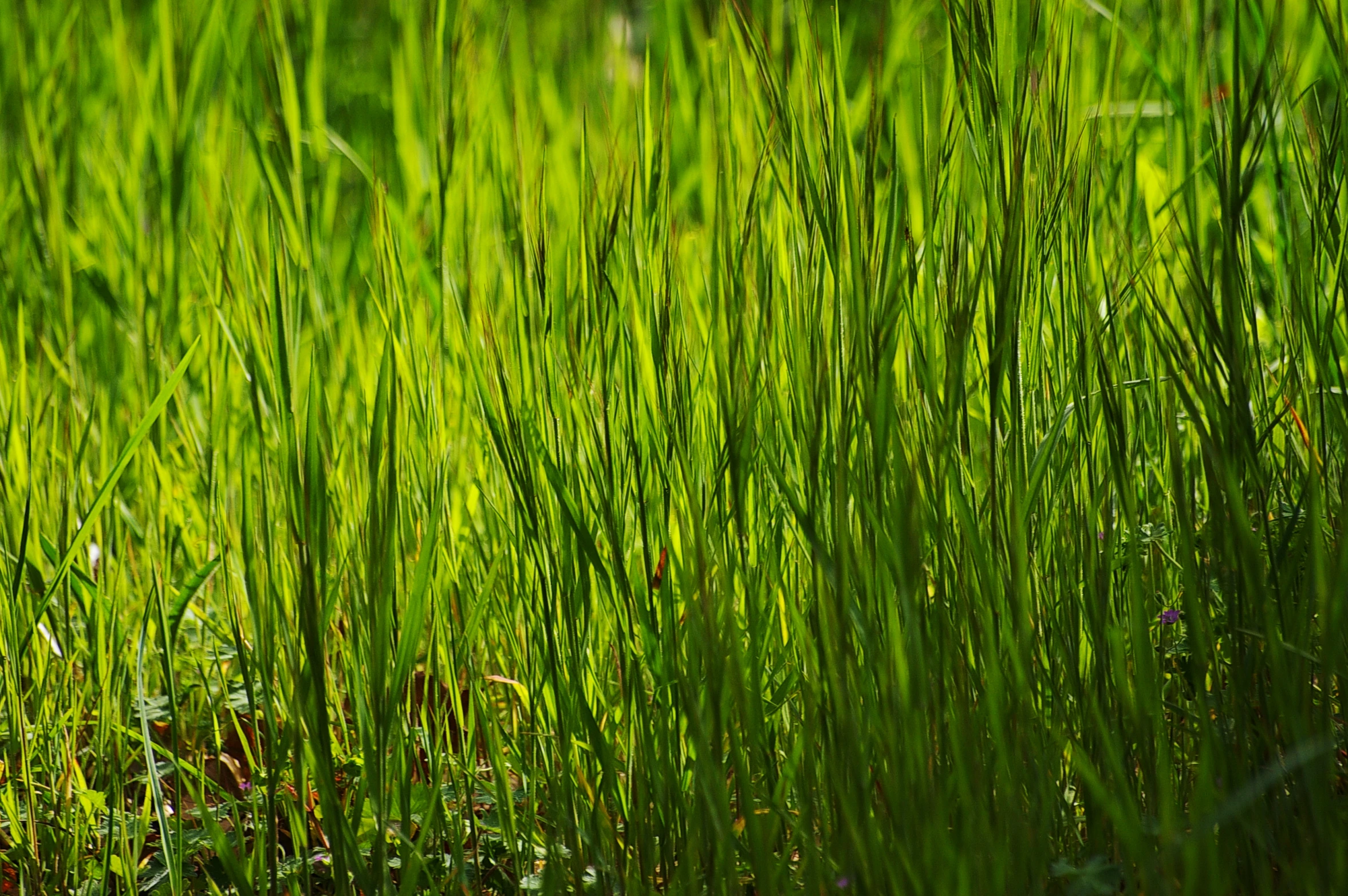 an image of green grass being displayed in the wild