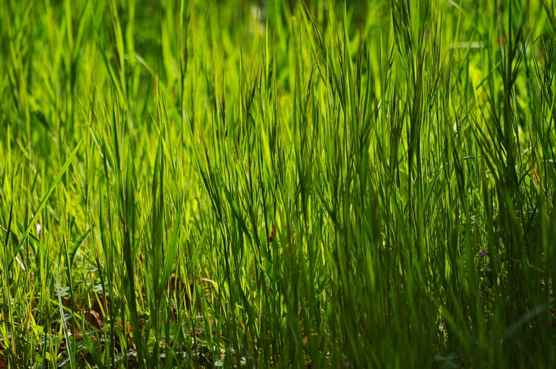 an image of green grass being displayed in the wild