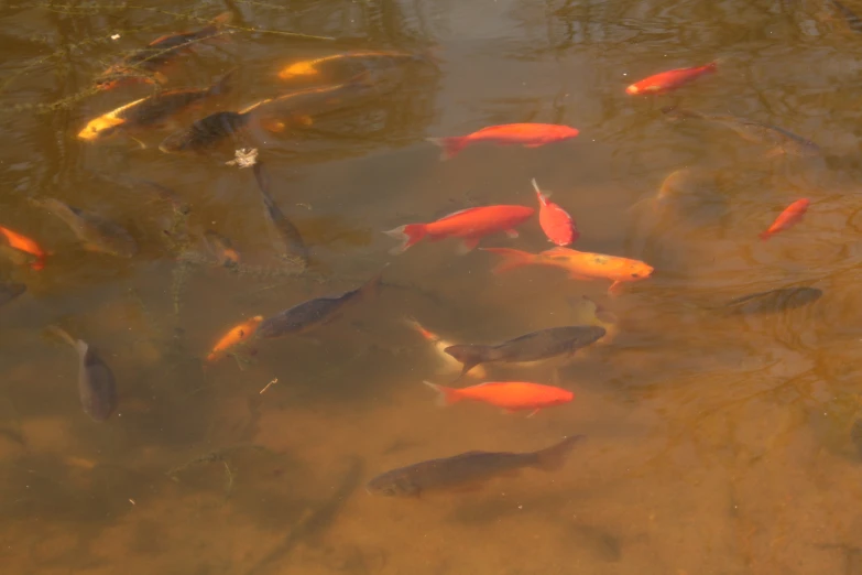 many small gold fish swimming near one another