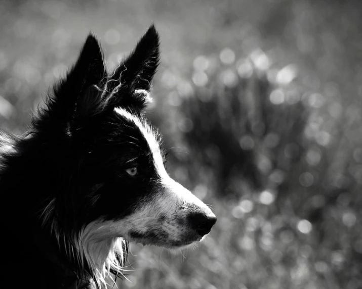 a close up of a dog in a field