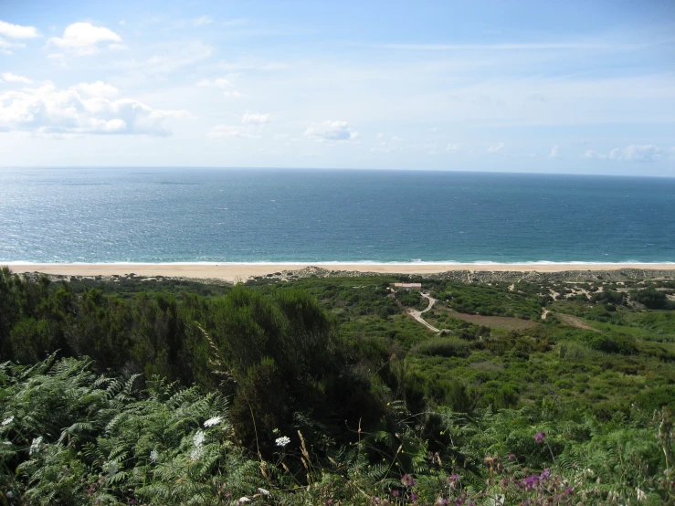 a grassy field with trees and ocean on the side