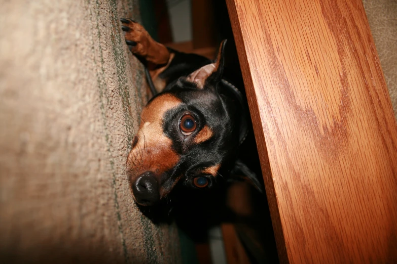 a small black and brown dog laying underneath a table