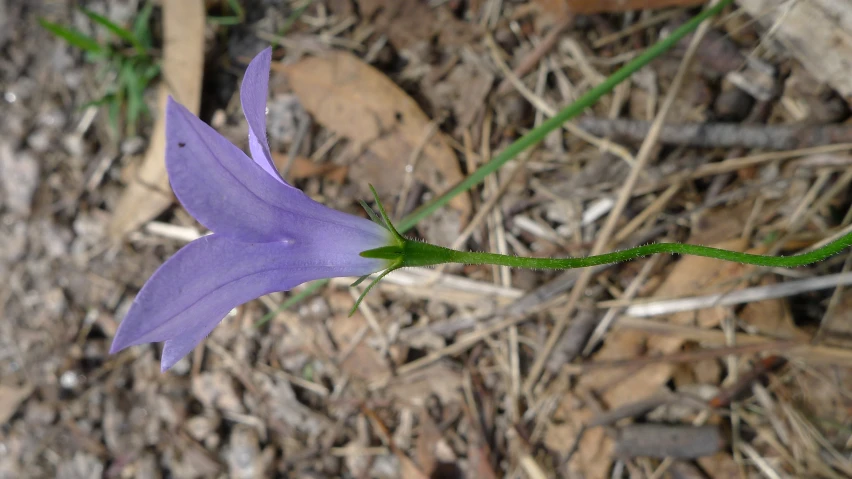 a single purple flower blooming on the ground