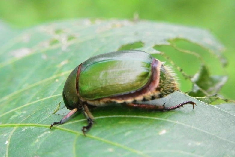 a green insect with black stripes on its back