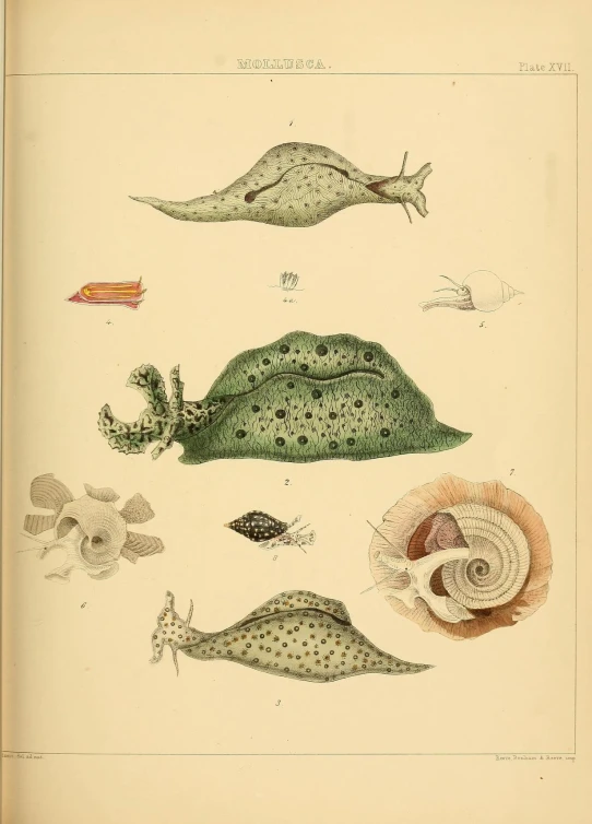 the green creature, which appears to be under the leaves, is depicted in this print