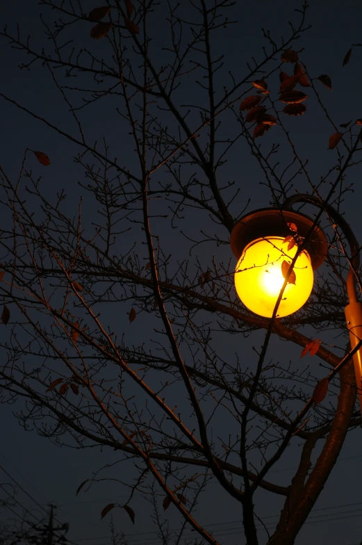 an orange light hangs off of a tree nch