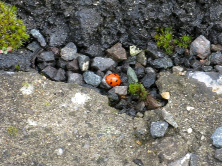 a small orange flower sits on some rocks