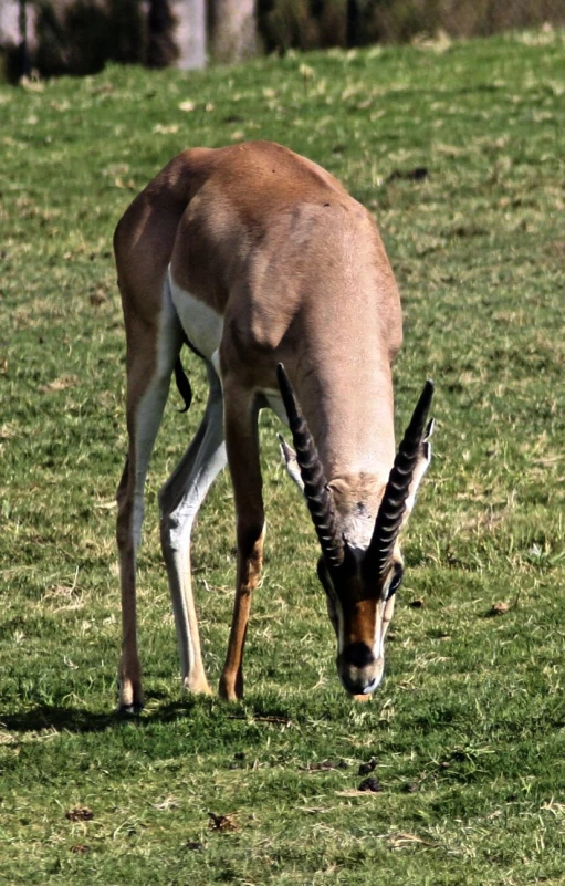 the gazelle is grazing in the grass field