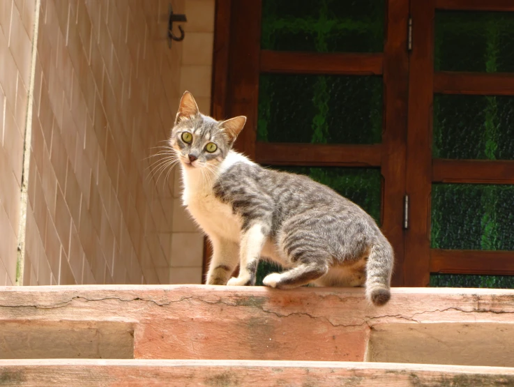 a cat stands on the edge of a wall in front of a doorway
