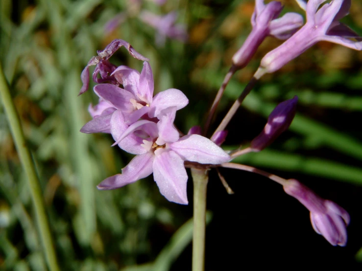 purple flowers blooming in the middle of green plants