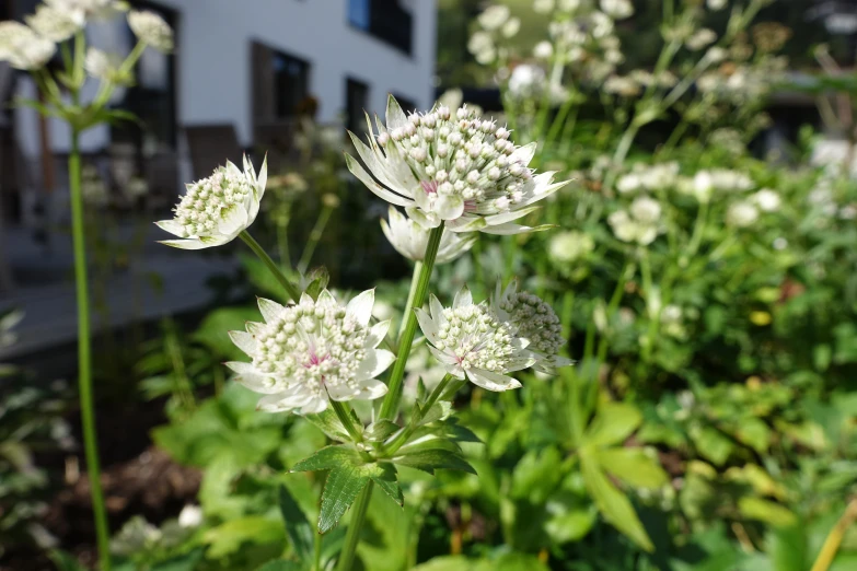 some flowers that are by the side of a building