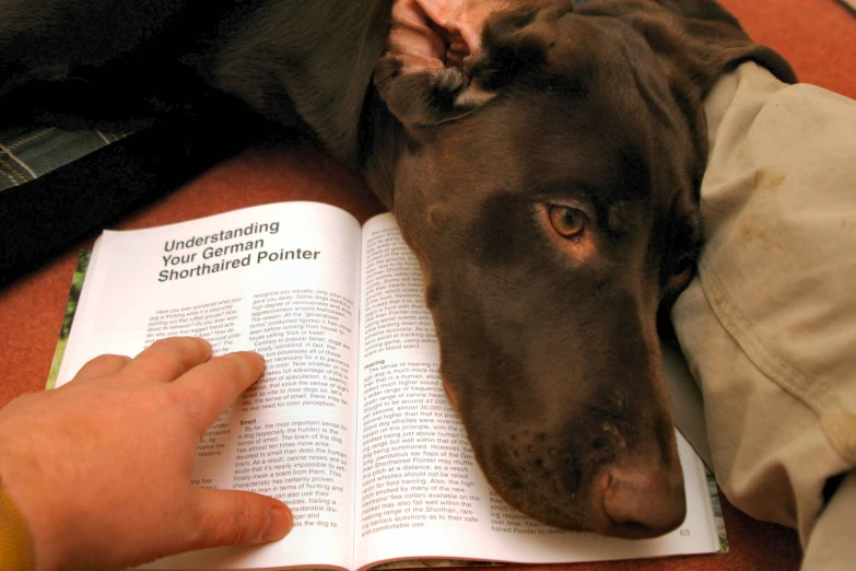 a dog laying down next to a book