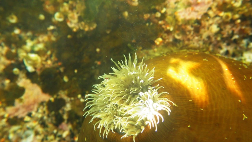 a sponge on the bottom of some water