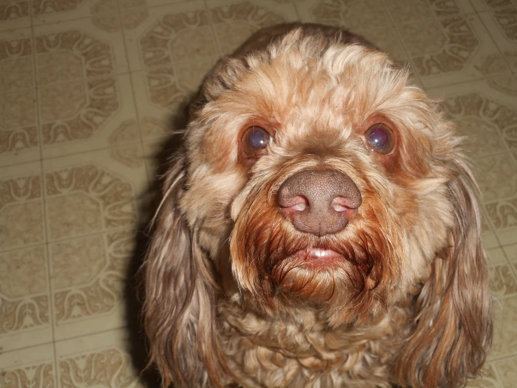 an adorable dog looks down on the ground