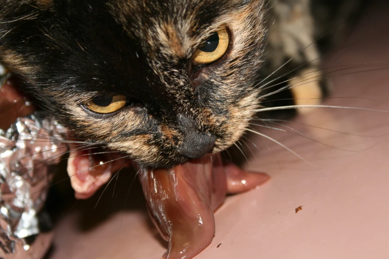 cat licking the bone of another cat's mouth