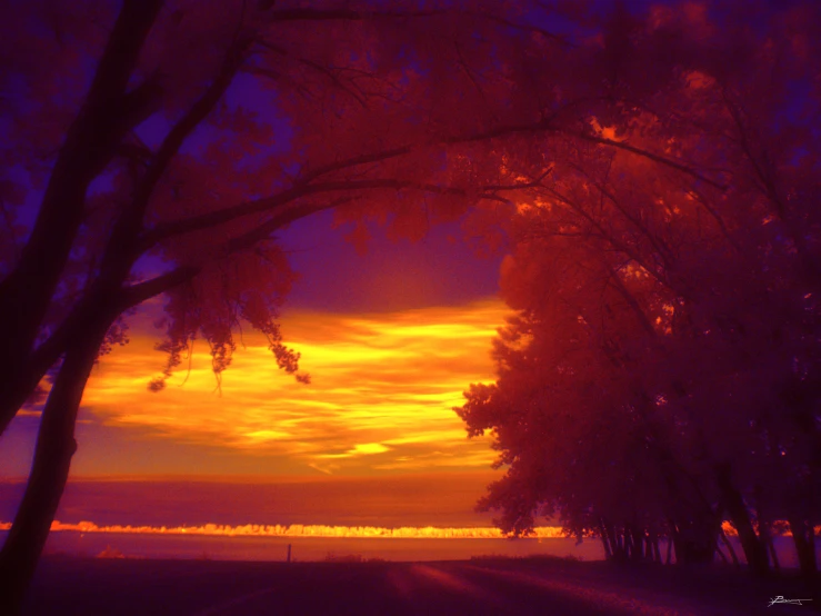 a road leads between trees that have been cut in to the sunset