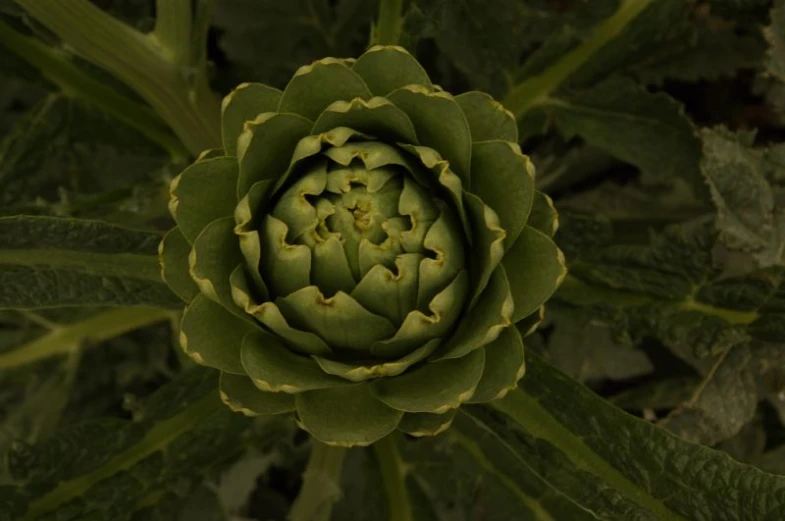 closeup of a large green flower head