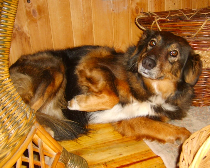 a dog sitting on top of a wooden floor near a basket