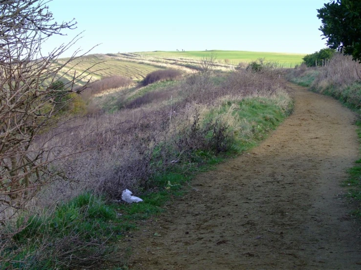 an open path with a white cat sitting on it