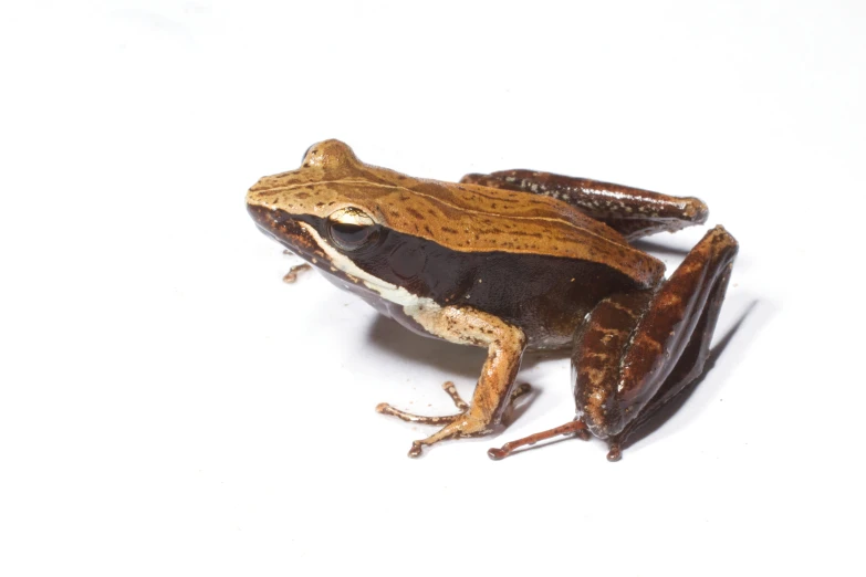 the frog is brown with white and black stripes