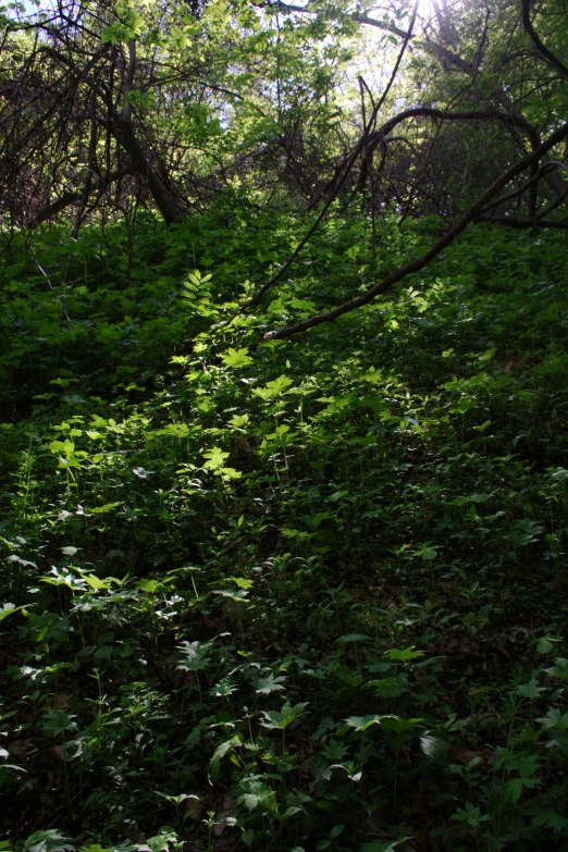 some green leaves bushes plants and a wooden bench